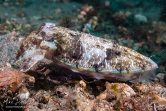 Sepia plangon