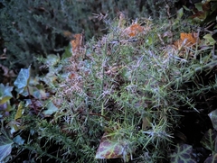 Ulex europaeus