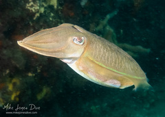 Sepia plangon