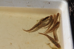 Galaxias pedderensis