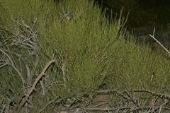 Ephedra aspera