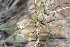 Ipomoea costellata