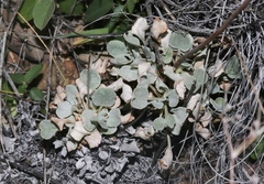 Eriogonum tenellum
