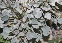 Eriogonum tenellum