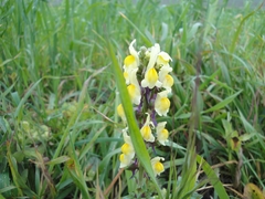 Linaria gharbensis