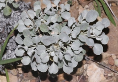 Eriogonum tenellum