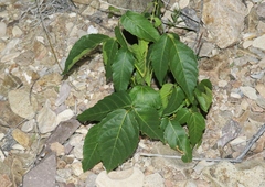 Ungnadia speciosa