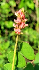 Indigofera hirsuta