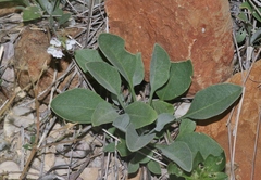 Physaria purpurea