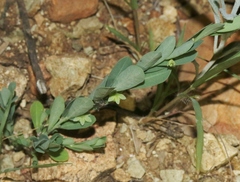 Phyllanthus polygonoides