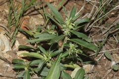 Ditaxis serrata
