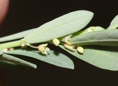 Phyllanthus polygonoides