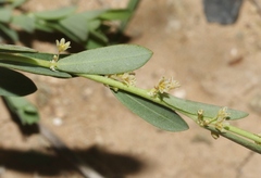 Phyllanthus polygonoides