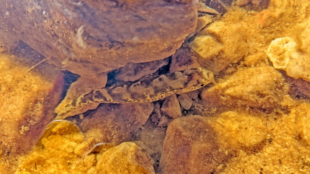 Pedder Galaxias
