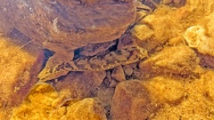 Galaxias pedderensis