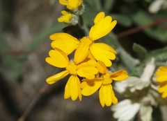 Psilostrophe gnaphalodes