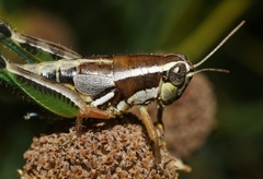 Phaedrotettix palmeri