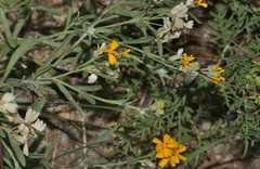 Psilostrophe gnaphalodes