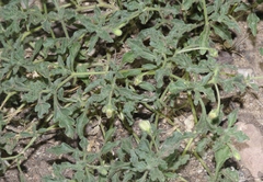 Chamaesaracha sordida