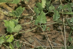 Acleisanthes longiflora