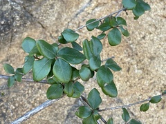 Lonicera subspicata denudata