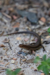 Lampropholis