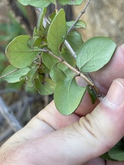 Lonicera subspicata denudata