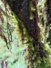 Pseudospiridentopsis horrida