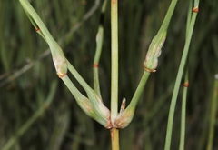 Ephedra aspera