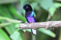 Boissonneaua jardini