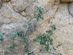 Lonicera subspicata denudata