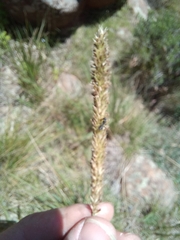 Setaria sphacelata