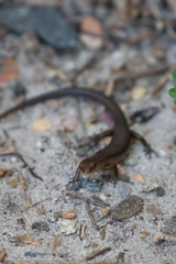 Lampropholis