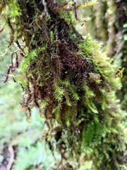 Pseudospiridentopsis horrida