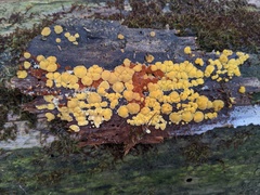 Dacrymyces corticioides