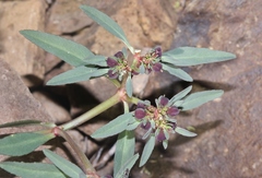 Euphorbia exstipulata