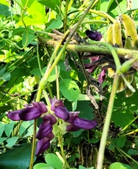 Mucuna pruriens