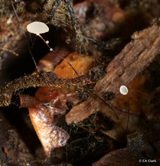Gloiocephala
