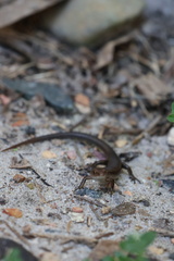 Lampropholis