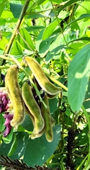 Mucuna pruriens
