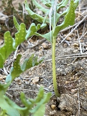Polypodium californicum