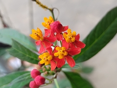 Asclepias curassavica image