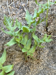 Polypodium californicum