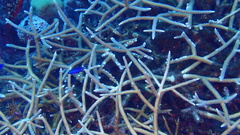 Acropora cervicornis