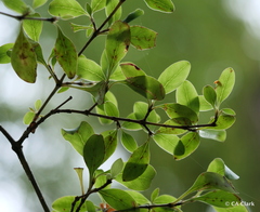 Coprosma foetidissima