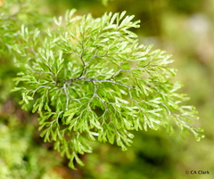 Hymenophyllaceae
