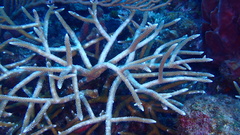 Acropora cervicornis