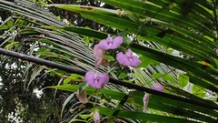 Centrosema pubescens