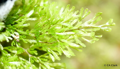 Hymenophyllaceae