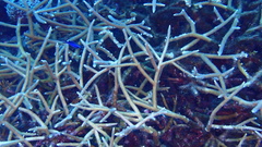 Acropora cervicornis